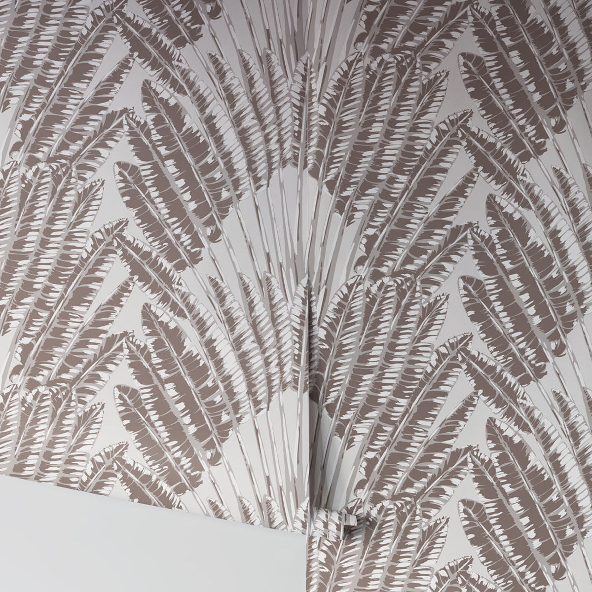 FEATHER PALM